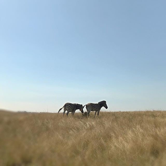 Reposting <a href="/weskusbokkie/">Weskusbokkie</a>:
zebra <a href="/lakeeland/">Lake Eland</a> #zebra #oribi #gorge #nature #reserve #naturelover #holiday #kwazulunatal #kzn