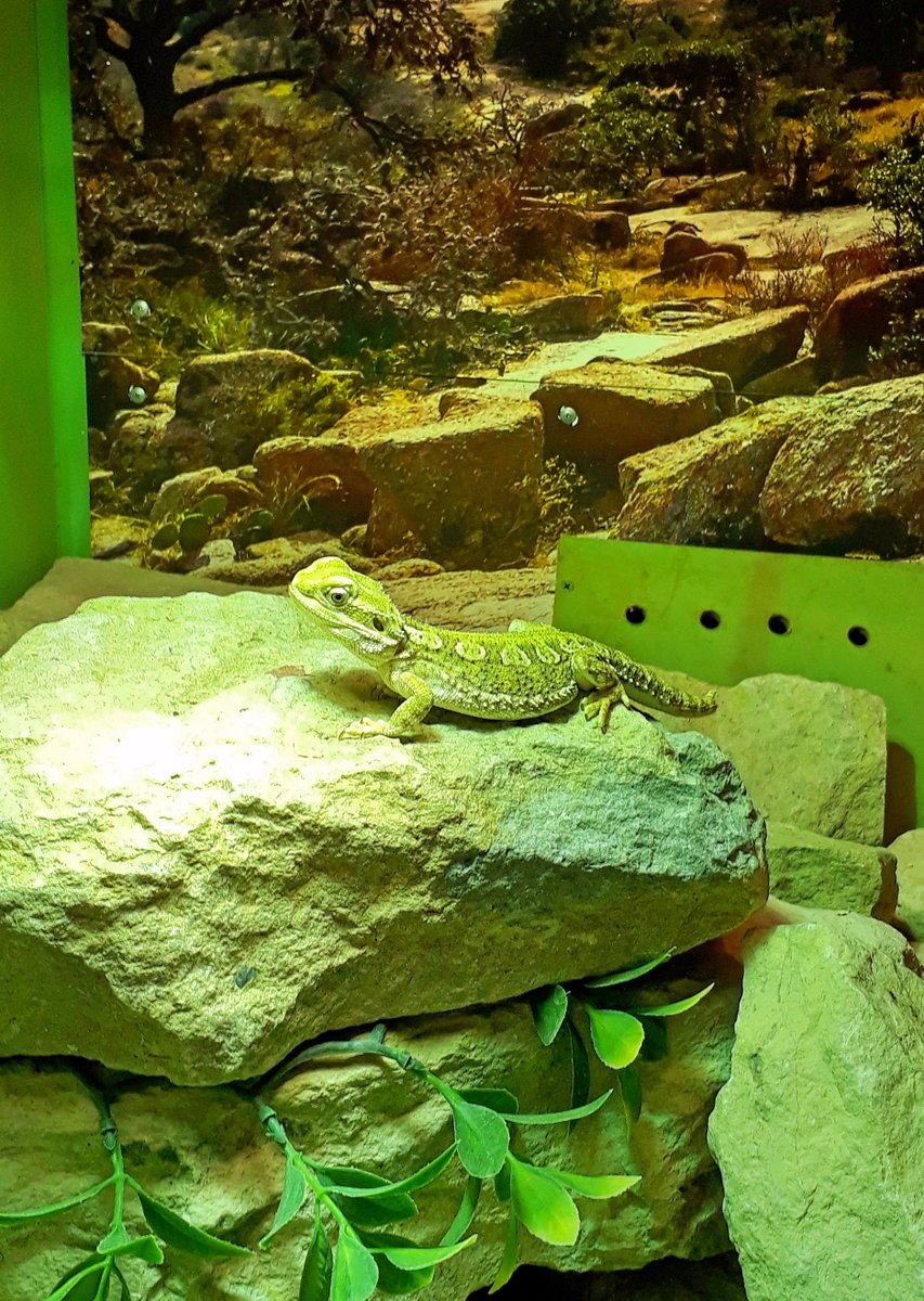 studleygrange's tweet photo. This little Rankins Dragon is Spike. Come along and meet him at our handling sessions-school holidays and weekends 12.30pm for 5yrs and over https://t.co/CiyjgPIfzf