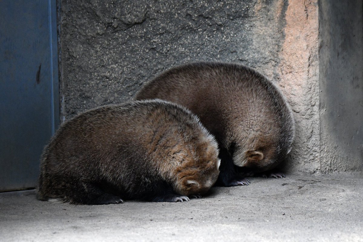 空白寺 Auf Twitter アナグマ 並んでゴメン寝 かわいい 多摩動物公園 アナグマ