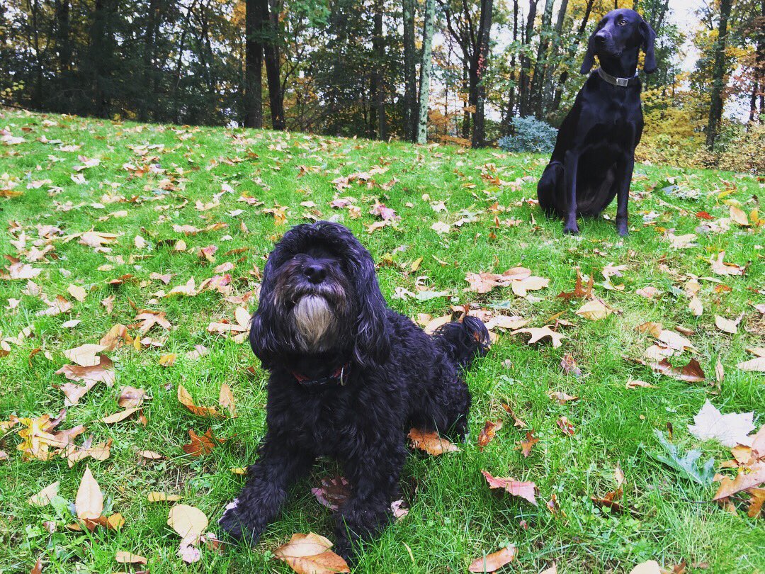 camp_peaches's tweet photo. Jolly &amp; Gracie 🍂 #dog #dogsoftwitter #lab #cockapoo https://t.co/TXnz2knC9E