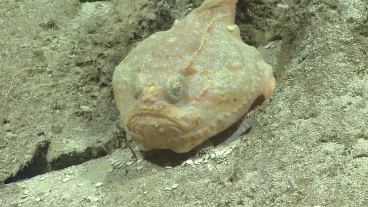 oceanexplorer's tweet photo. With “coffinfish" as a common name, this guy is primed for #Halloween haunts! Plus, he’s kind of pumpkin-ish. Video: https://t.co/VjjcePeJMw https://t.co/tHtxEfbor5