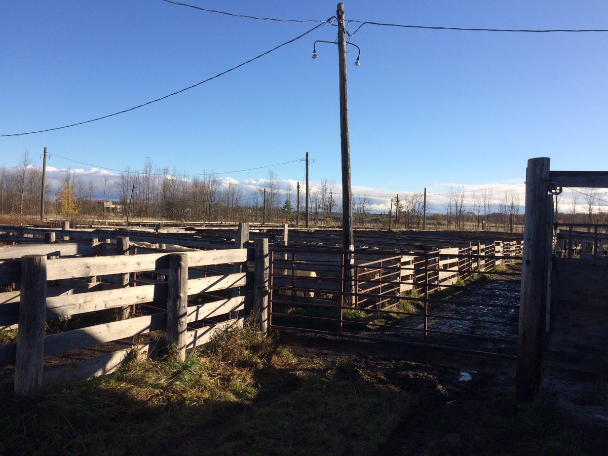 NatNewby1's tweet photo. Today's the day!! Come see the #greybrucelivestockcoop calf sale! #ExpressVerified #PreventionWorks https://t.co/CO68GwlMDn