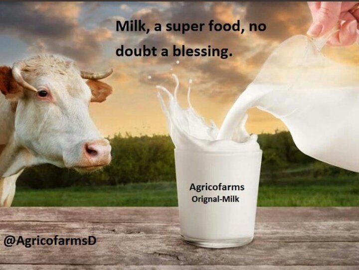 syedatayaba071's tweet photo. Milk and Dairy products are vital parts of Global food.Make sure you are having the best n pure of it. #theBIGshift #futuremenu #agricoforms https://t.co/SGXzy63Fsv