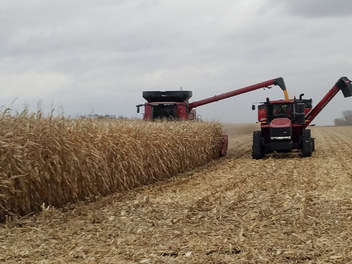 CornguyKyle's tweet photo. DKC 60-87 takes the FTN plot @267bu/ac #MyFarmMyYield @DKAS_Minnesota @Asgrow_DEKALB @MikePruett1 @DarinDarinj https://t.co/XUtlK1o3QF