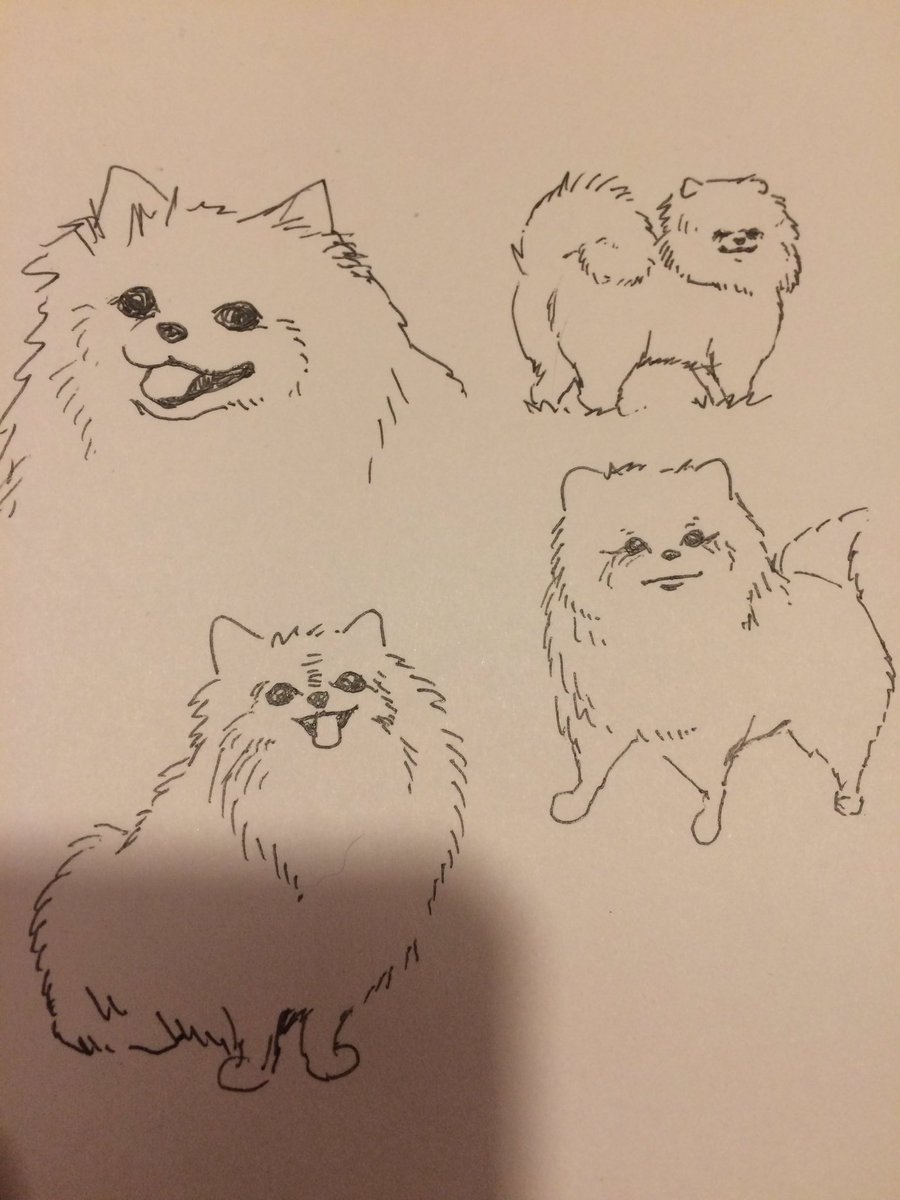 ポメラニアンの模写 
