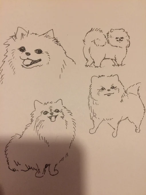 ポメラニアンの模写 