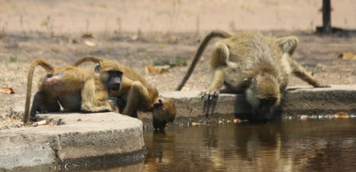 Check out Kuti's baboons playing around the office today!