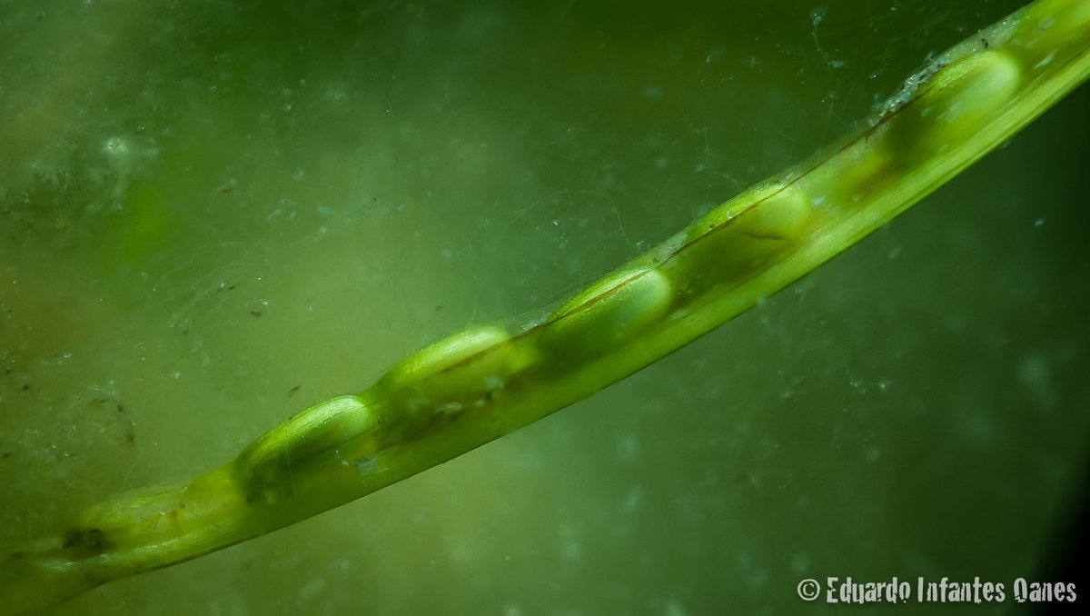 Restoring eelgrass with seeds? Flowering, seed development, harvesting authors.elsevier.com/a/1VuxI15DHB-d… <a href="/ZosteraR/">Richard Unsworth 🏴󠁧󠁢󠁷󠁬󠁳󠁿</a> <a href="/ProjectSeagrass/">Project Seagrass</a> <a href="/SeagrassWatchHQ/">Seagrass-Watch HQ</a>