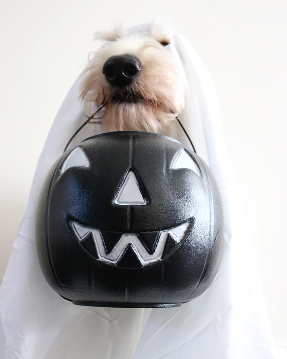BzzAgent's tweet photo. This BzzPup is ready for a treat! 🎃 RT if your DYING to find out what's in our next Bzzkit! 👻👻👻 https://t.co/k668J2aKbH