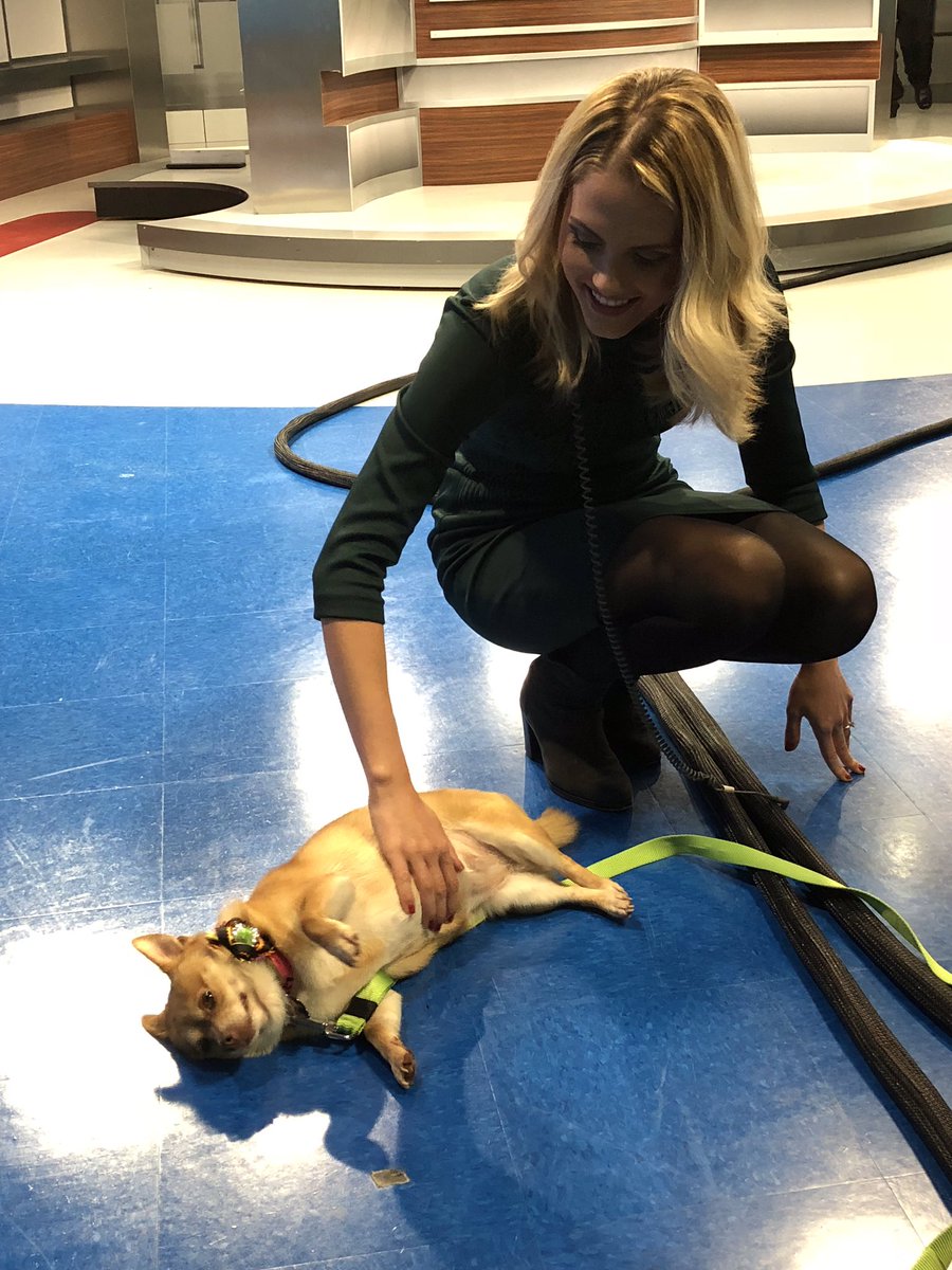 KirstinOConnor_'s tweet photo. You guys, I'm in love with this living loaf of bread. 🍞 #AskAVet #ChiPom  #DogsOfTwitter @news6wkmg https://t.co/NHBiQ5CX9d