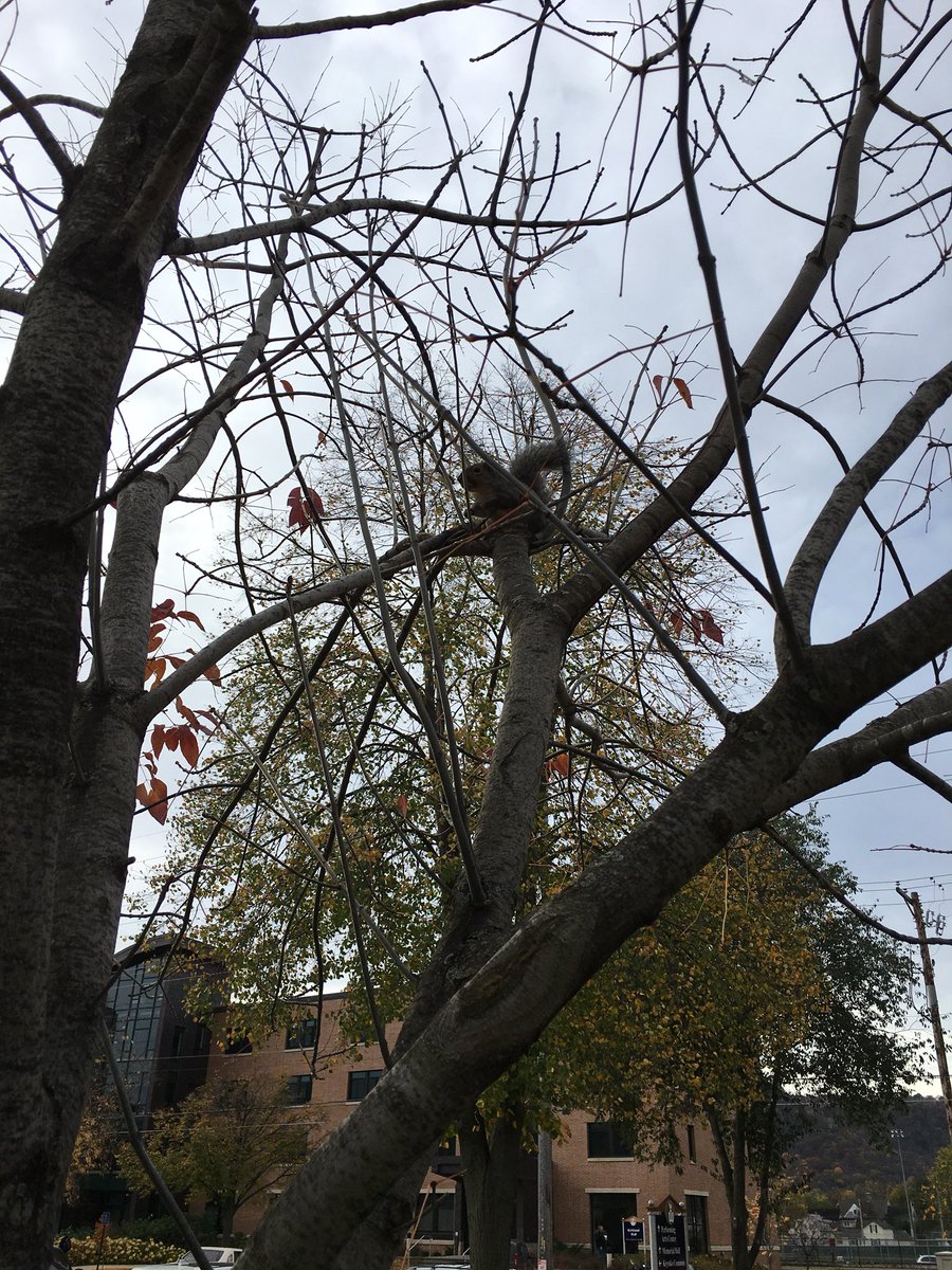 WinonaSquirrels's tweet photo. beautiful day searching for nuts here on campus https://t.co/ZTFn4uHizn