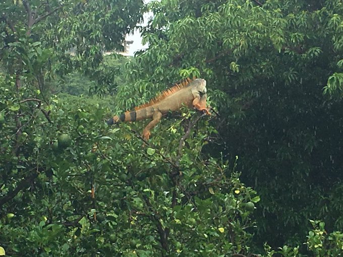 Having fun in Costa Rica https://t.co/M7MBd0VRiZ