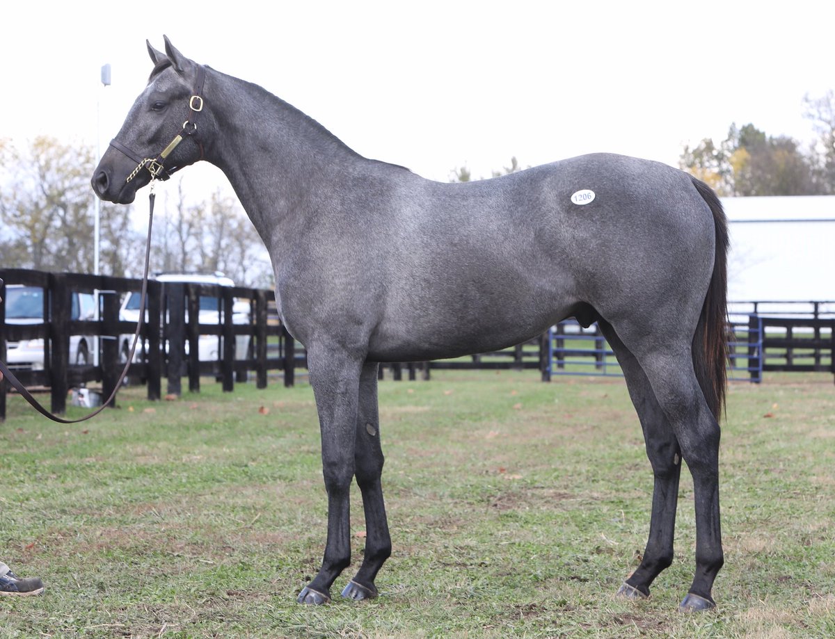 BucklandSales's tweet photo. Don’t miss this guy today @FasigTiptonCo ! Hip 1206 UNCLE MO colt O/O Izshelegal (Maria’s Mon). Gorgeous colt. #derbydreams #graymo https://t.co/k86ZFI7rmb