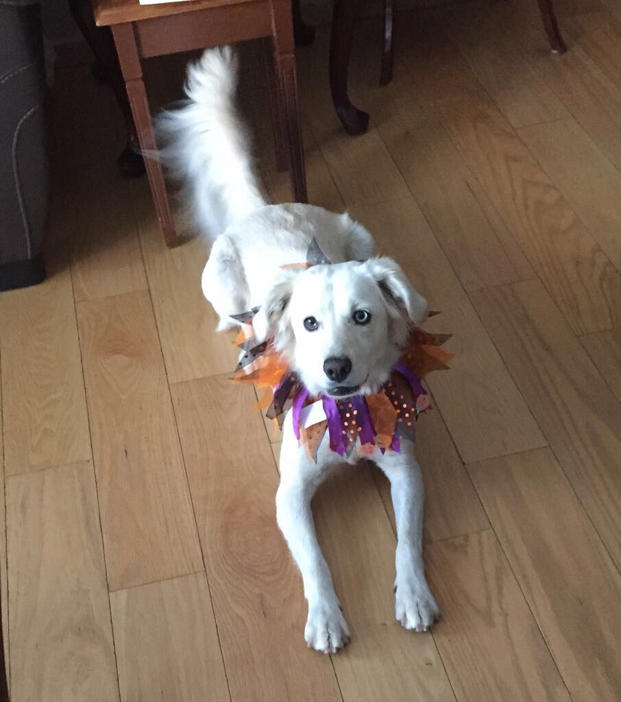 MickCintora's tweet photo. Mi bebé es una calabaza!! 🐾 https://t.co/P6BvuGnj14
