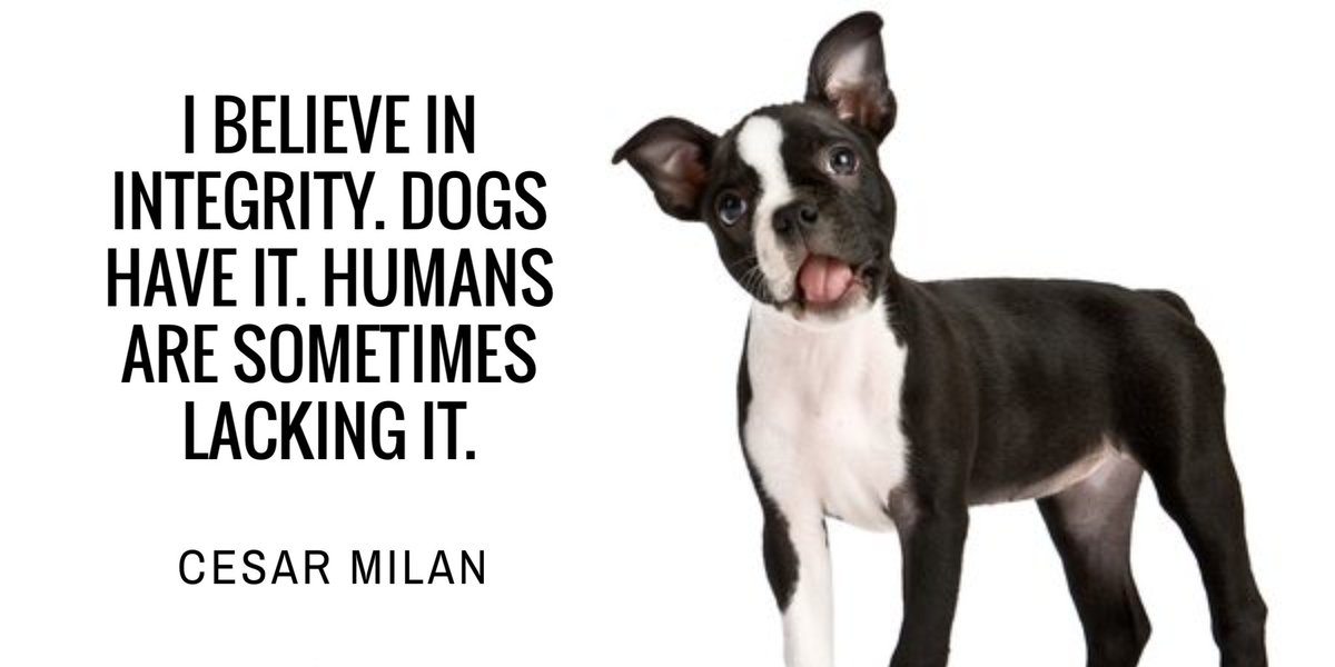 DogAdvisory's tweet photo. Integrity speaks volumes 

#thursdaythoughts #doglover https://t.co/YVzvjo94pQ