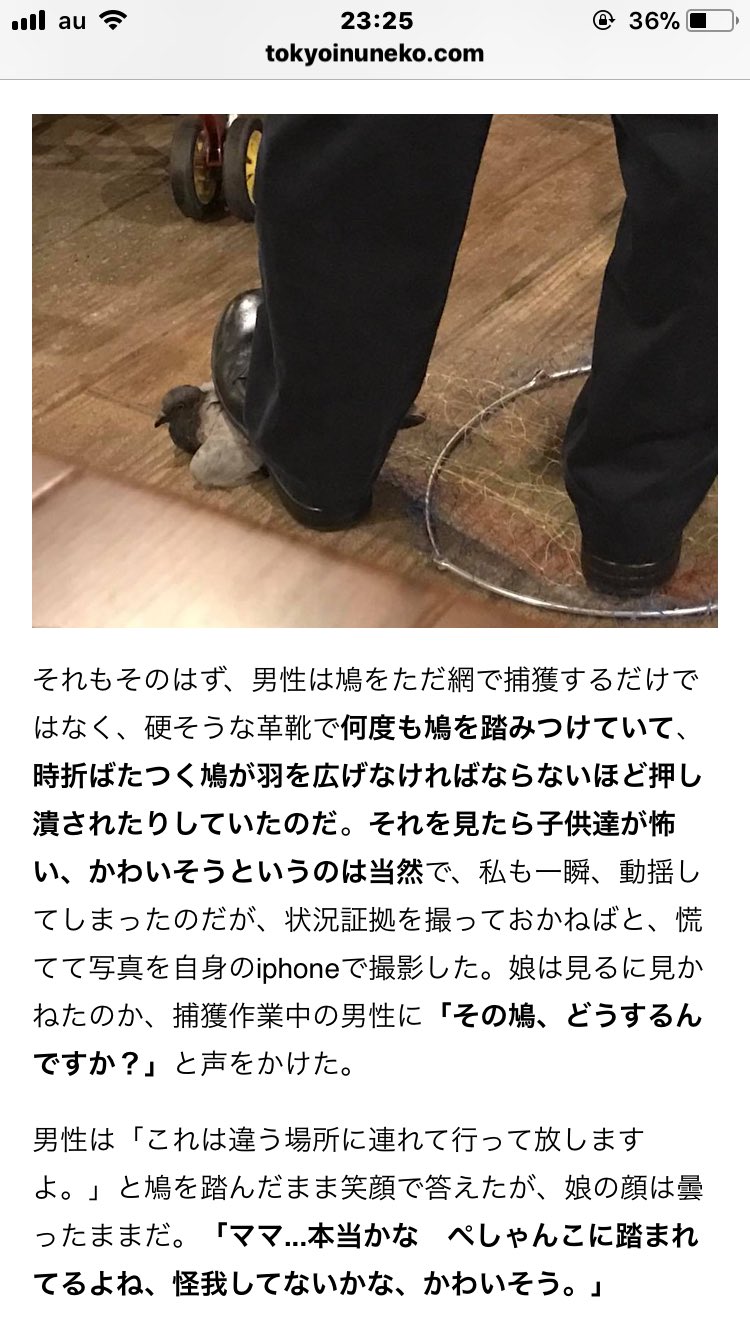 鳩駆除 Twitter Search Twitter