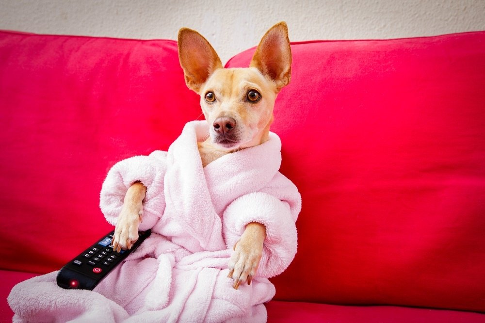 AgDesco's tweet photo. É REAL: primeiro canal para cachorros chega ao país através da Discovery
🐶 https://t.co/hstZeywQ54
#DescobertaDigital #AdNews https://t.co/DZEaA1ndAL