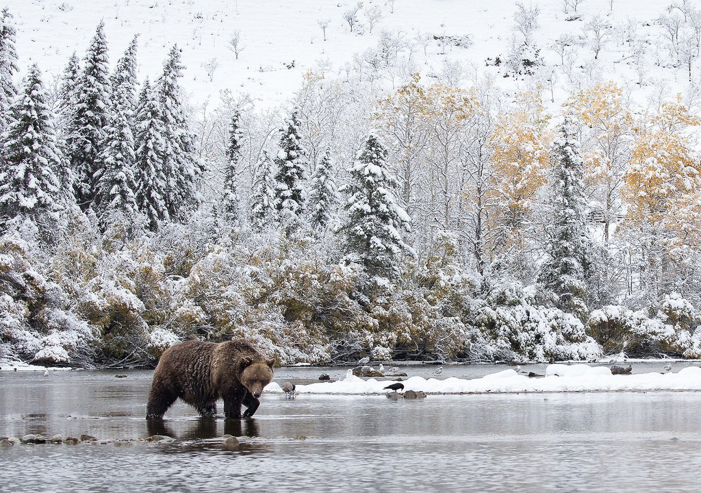 Grizzly Bear Crossing A Stream
Chilcotin Country, British Columbia, Canada