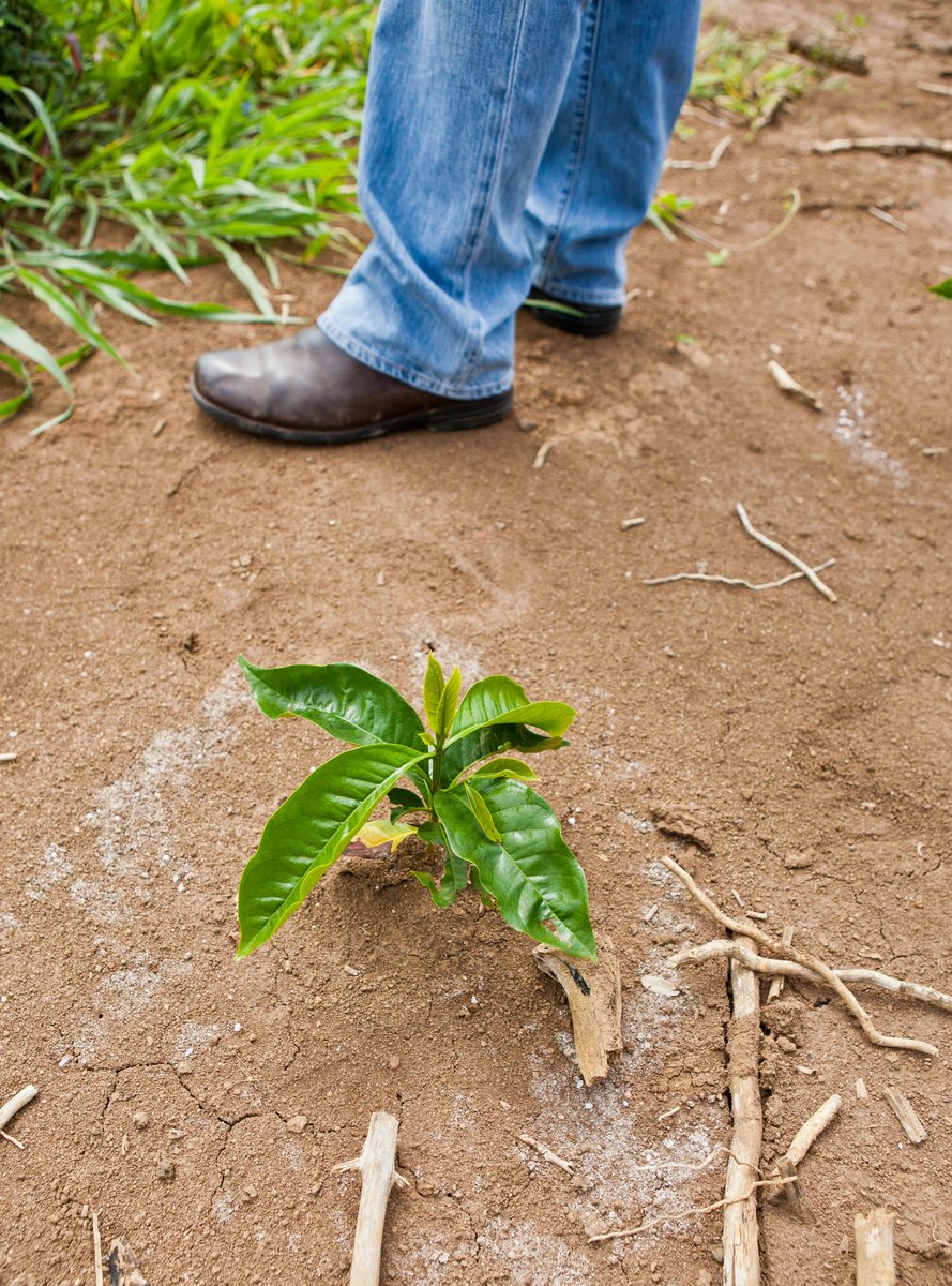 This baby coffee plant takes 5 years to produce a viable coffee harvest as the Farmer keeps a careful watch over his Fazenda. #TBTBrazil