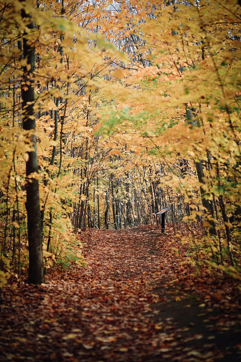 banhanthony's tweet photo. Looking for a place to check out Fall? Visit the Mono Cliffs! #DiscoverON 🍂 https://t.co/Ss3ROiTCjU