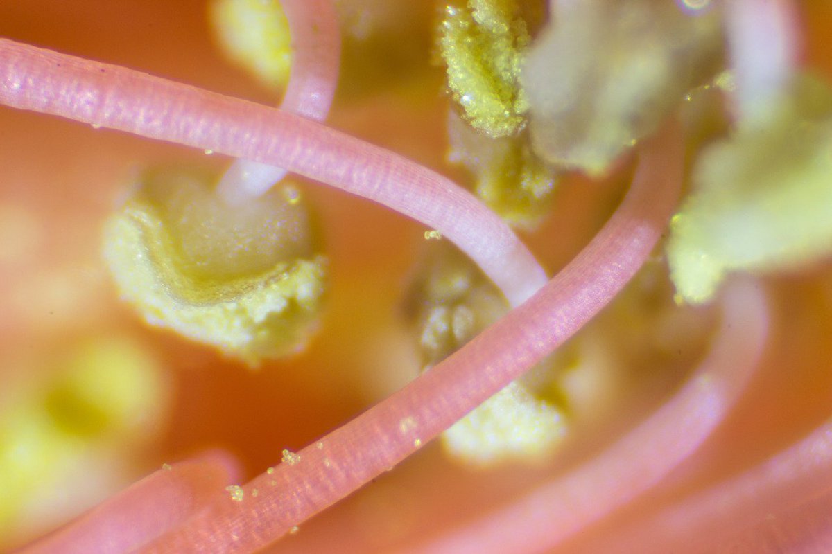 Pomegranate stamens