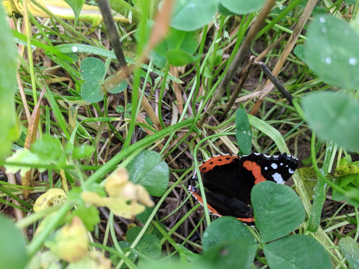 Temperatures are still great for soil microbiology testing!
Look at this magnificant butterfly we saw in a crop whilst sampling earlier?