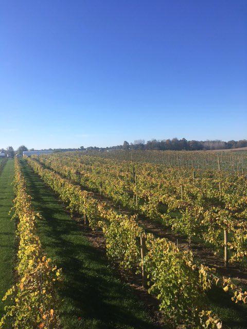 Good morning! ☀️
#mallowrun #mallowrunwinery #vineyard #indiana #bargersville #FestivalCountryIN