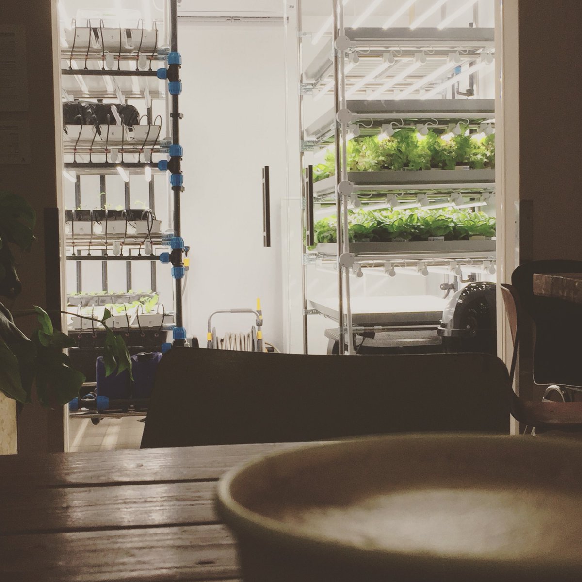 Discussing indoor farming and LED lights in Amsterdam this week at the city’s ALab innovation centre. #inalab