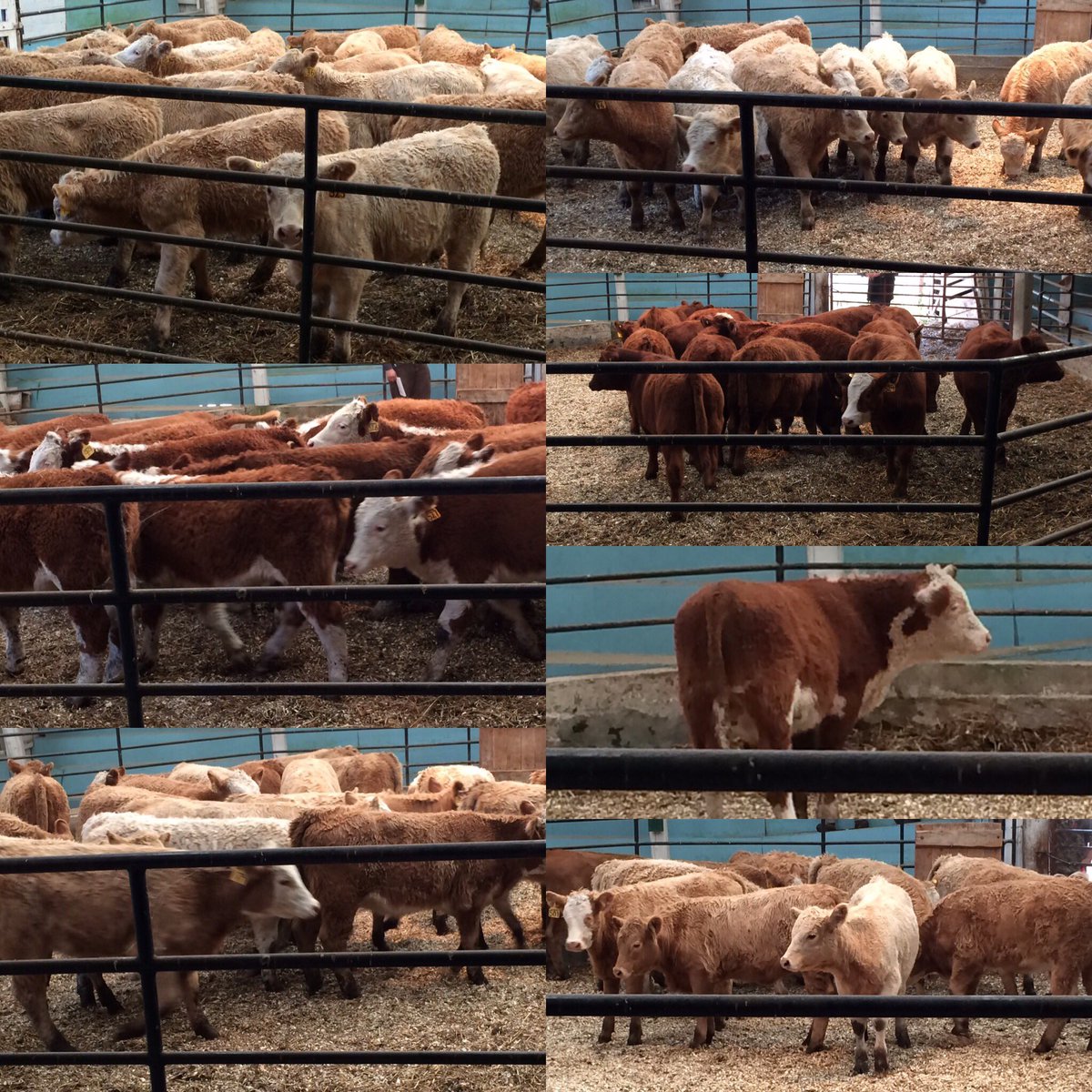 NatNewby1's tweet photo. #ExpressVerified #PreventionWorks #greybrucelivestockcoop calf sale https://t.co/L3PMSKmlci