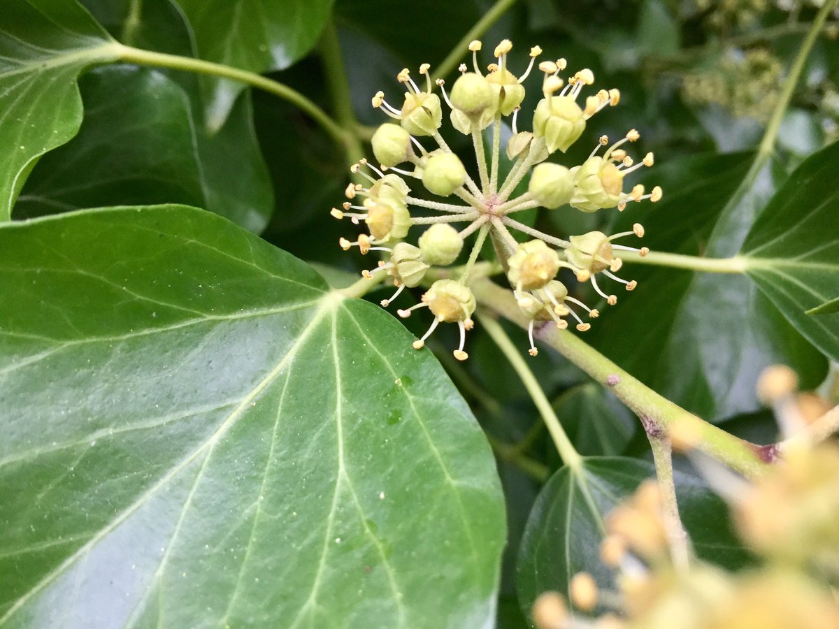 GreenGrounded's tweet photo. Autumn. That honeyed scent of ivy blossom. #BotanyUK https://t.co/ZUseof4jDw