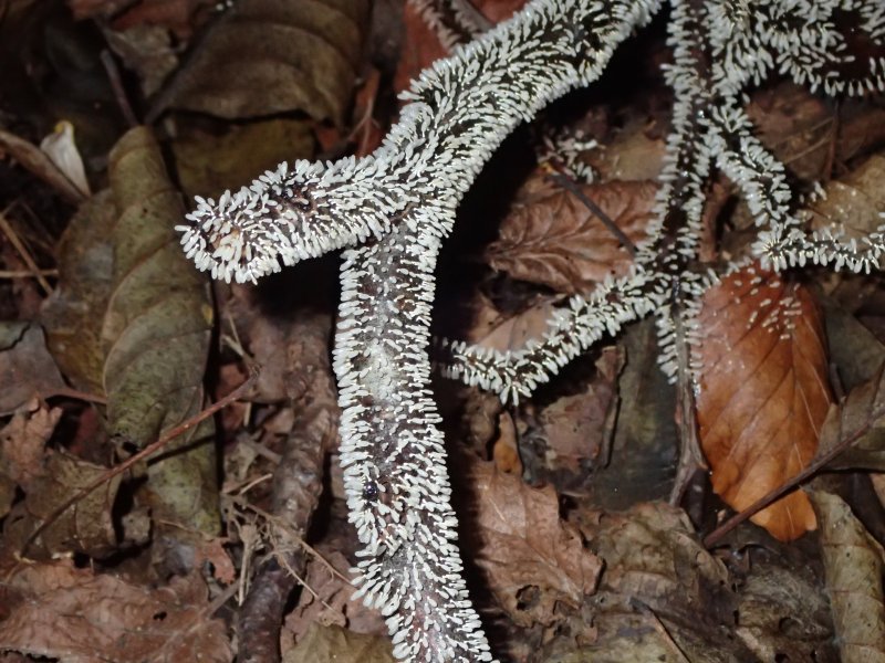 Witpootglinsterkopje (Diachea leucopodia) een slijmzwam (Myxomycetes), op twijgen bij Sinderen