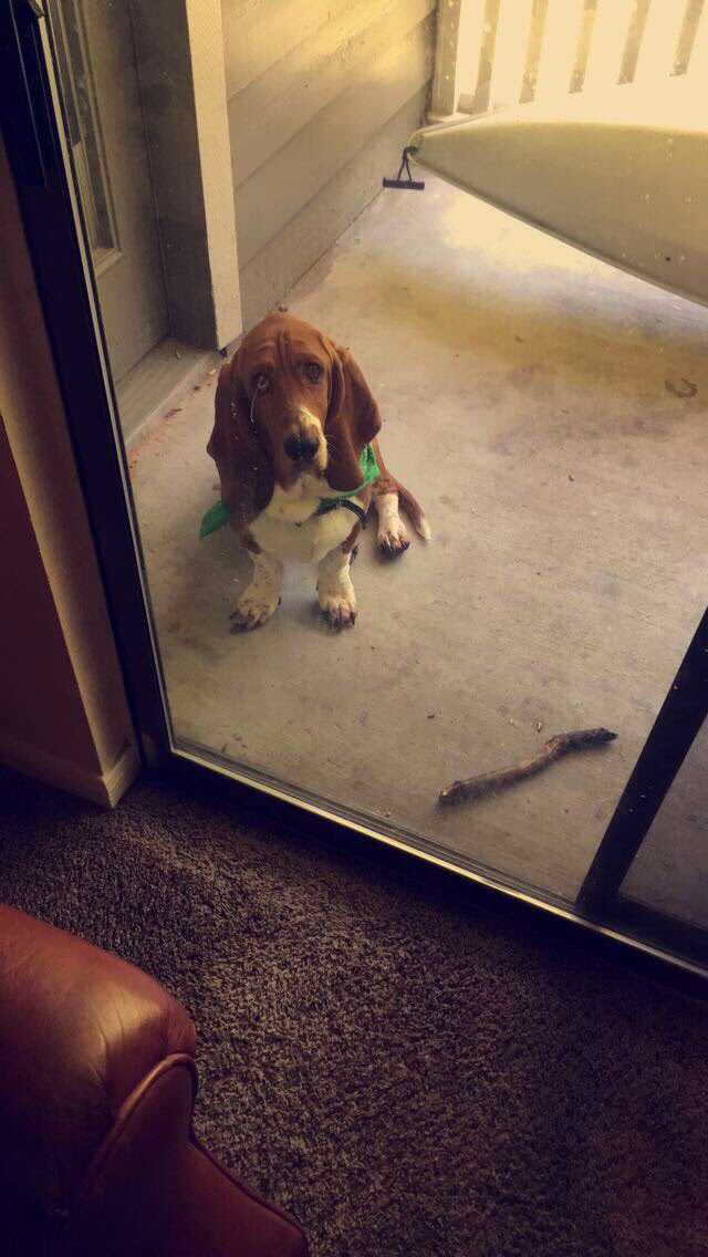 GtheHugoT's tweet photo. #PredsPup Banjo the basset hound for press pup https://t.co/VmOt6O34bX