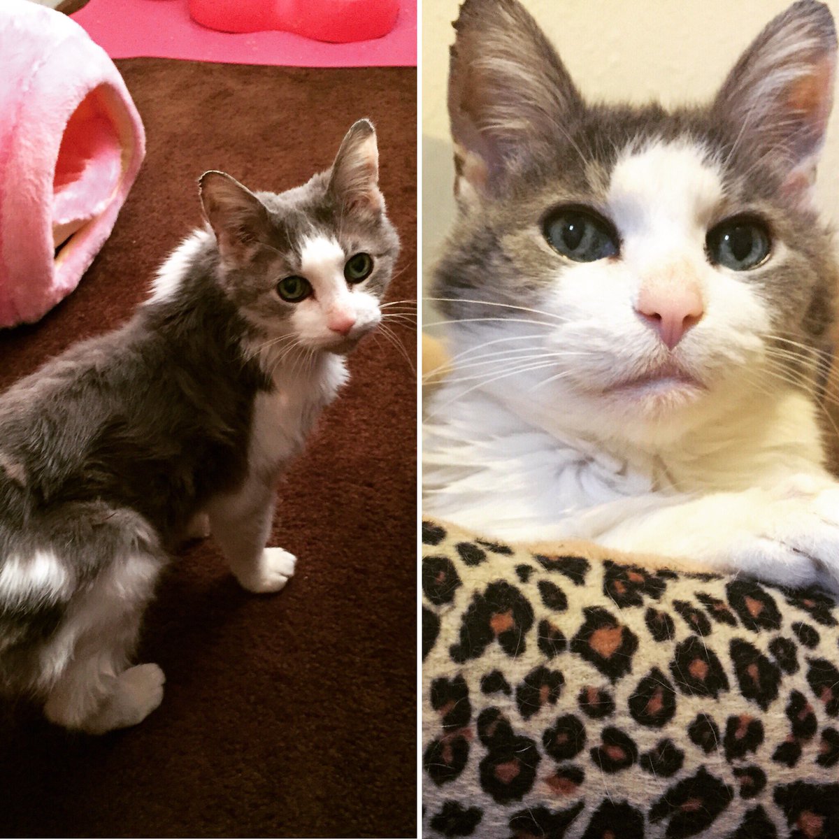 Mil_Pets_Alive's tweet photo. #TBT to when we rescued Sophia! Skin &amp; bone, matted. Today she is happy, healthy &amp; ready to find a family.  https://t.co/rZmaTfPF7v https://t.co/ZYYwYqcd4w
