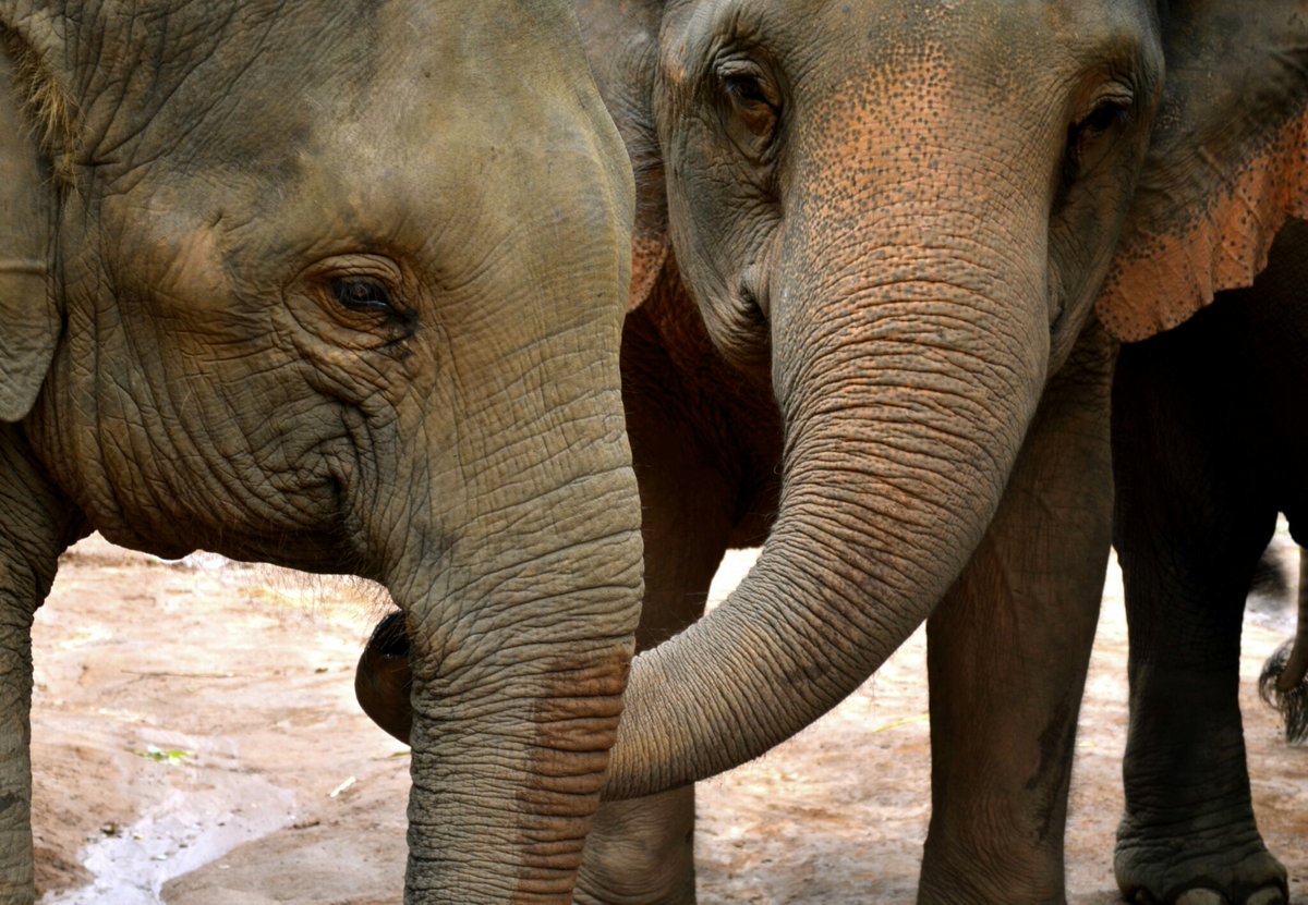 AntonioAcuaPani's tweet photo. Los elefantes demuestran ser animales ultra sensibles y empáticos, ya que por ejemplo se niegan a dejar solos a familiares enfermos. https://t.co/7hD2hpfsyt