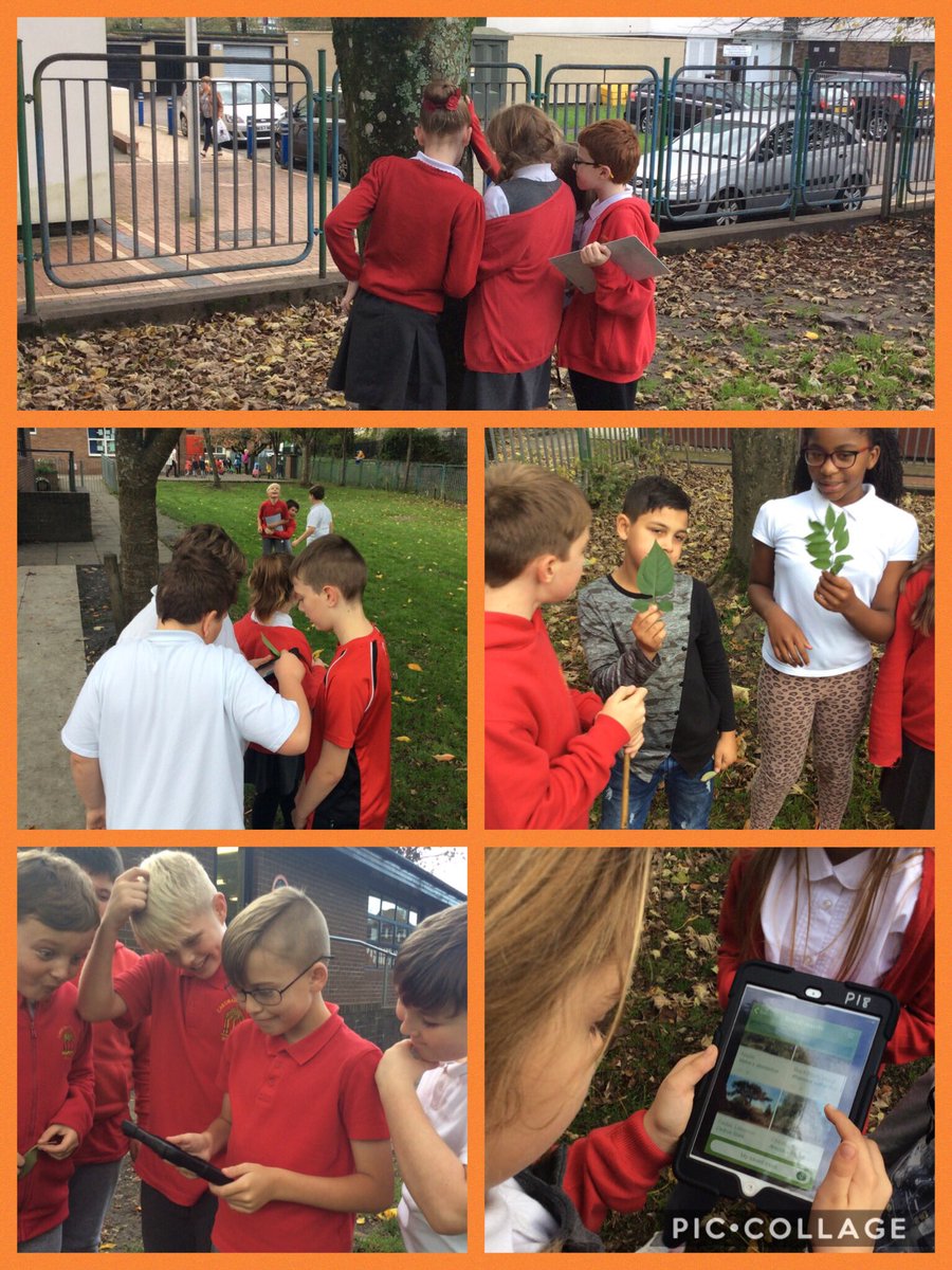 caedrawprimary's tweet photo. Surveying the types of trees in our school grounds. #year6@caedraw #ecoweek2017 https://t.co/ibJgb69qqD