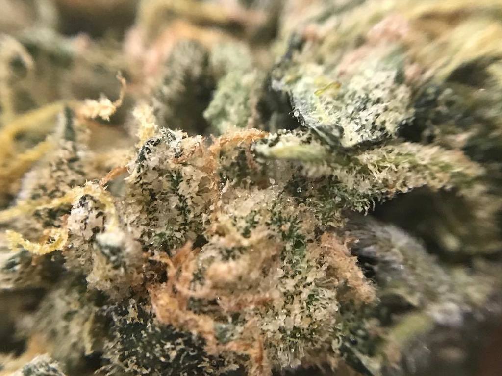 PeaceAndLoveTO's tweet photo. 🤤 🧀💨 #CHEESUS #Weedmacro https://t.co/9KGVDfUn6r https://t.co/Xz3uuApTr0