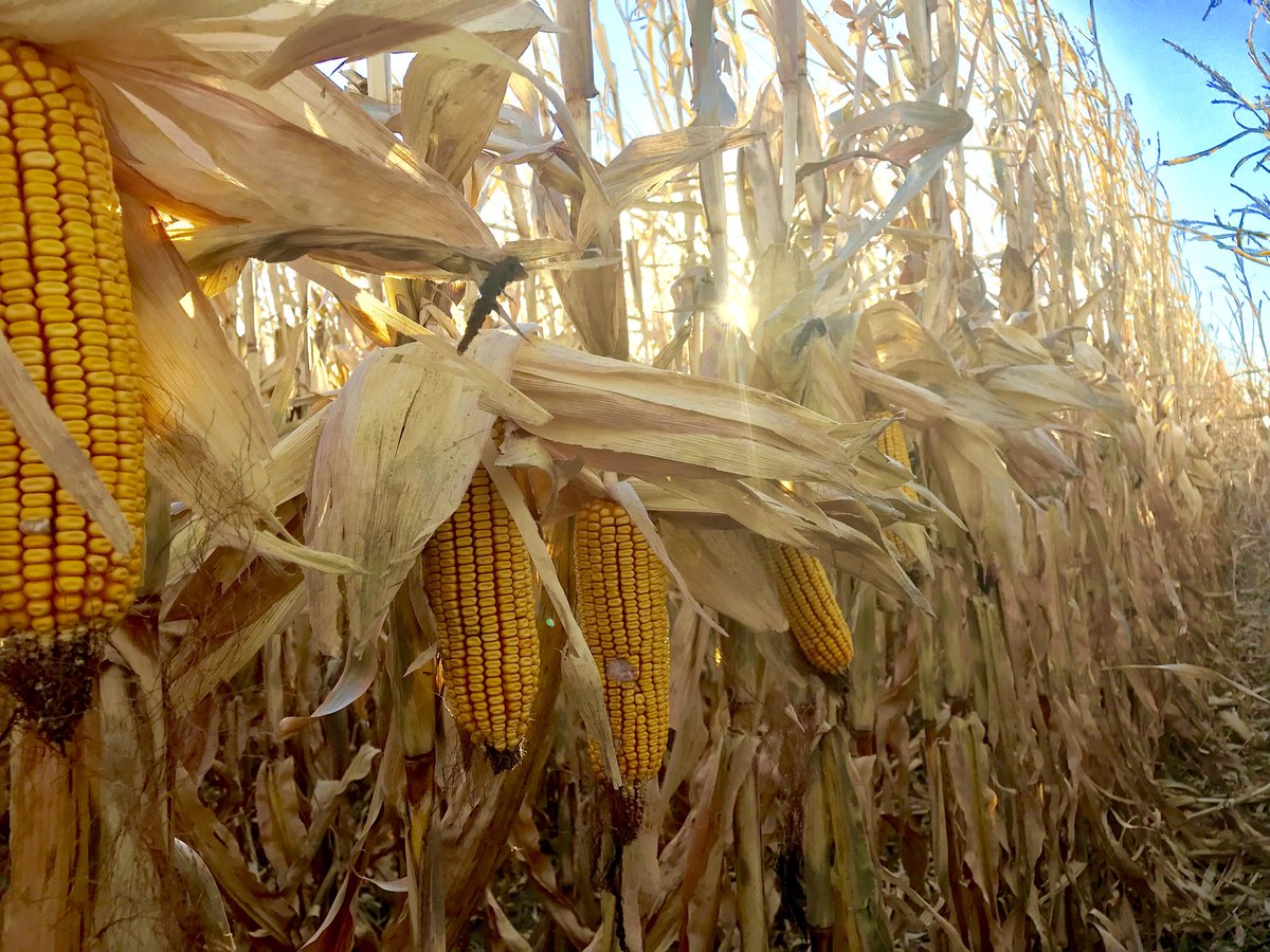 wardynmi's tweet photo. New #P9998AM standing strong yet in the Nebraska panhandle’s 30 mph winds today. @PioneerNebr https://t.co/zUcFgegmio