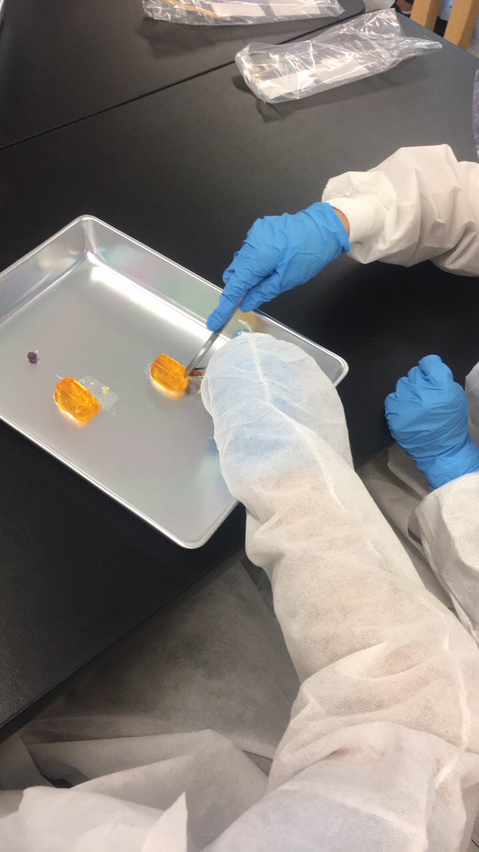 MrsCrespo's tweet photo. Day 2 #bostonstemweek 
Biopsy, lumpectomy, patient model with body systems, blood typing and bacteria culturing. https://t.co/h3aabZ75BV