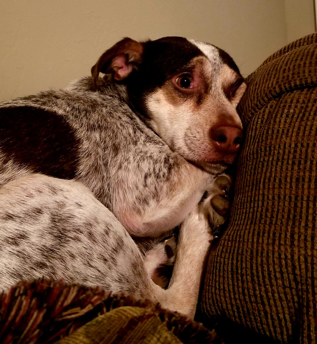 okarrowslinger's tweet photo. Mr. Luke Waffles gets sad eyes when the baby Avery gets the attention. https://t.co/bZrran2Umz