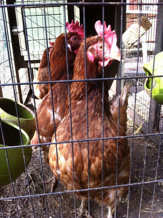 Day_Dreamer73's tweet photo. And here they are. Before and after I gave them lots of #TLC @ChelsfieldEveWI @ExBatsforEver #firstchickens https://t.co/M7CRkxLjhQ