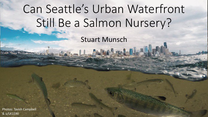 StuMunsch's tweet image. Lightning talks @SeattleAquarium. I'll discuss @WaterfrontSEA &amp;amp; @UW_CoEnv fixing downtown Seattle's salmon nursery seattleaquarium.org/lightning-talks