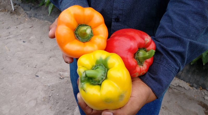KexAlimentos's tweet photo. Chile morrón: una mina de vitamina C que no ha sido explotada.
https://t.co/sCW2WLgGJ1 https://t.co/CYB4K7GoZz