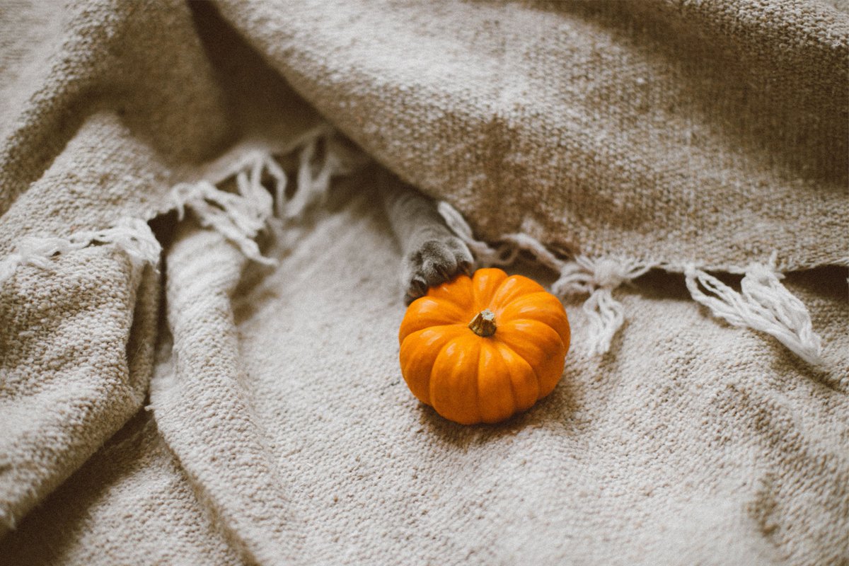 Tidal_Pulse's tweet photo. Almost the weekend...
One last slog!
🎃👻🦇
#halloween https://t.co/WGkfiJ5qhH