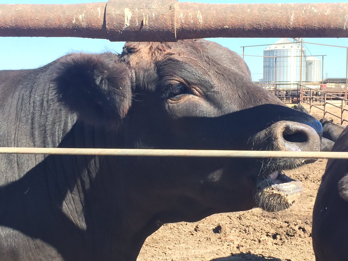 KeelingGolf's tweet photo. Onsite at Texana Feeders troubleshooting @RainBirdGolf #ICSystem. Found the culprit. Boo this Moo for chewing through Maxi! https://t.co/9KqSeU1poB