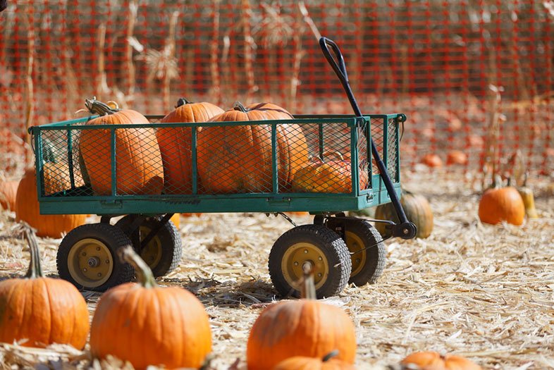 SanDiegoMag's tweet photo. In honor of #NationalPumpkinDay, we're sharing about our favorite patches in San Diego. https://t.co/lO1t6ZNlfA https://t.co/IbL2JlcULo