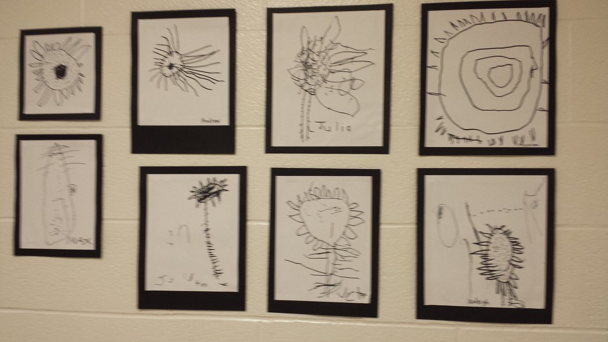 MrsMarinuzzo's tweet photo. Year 1 Kinders' Still-Life drawings of sunflowers. Great attention to detail! "Every child is an artist."Picasso #stsmm https://t.co/aIMZnJLwa8