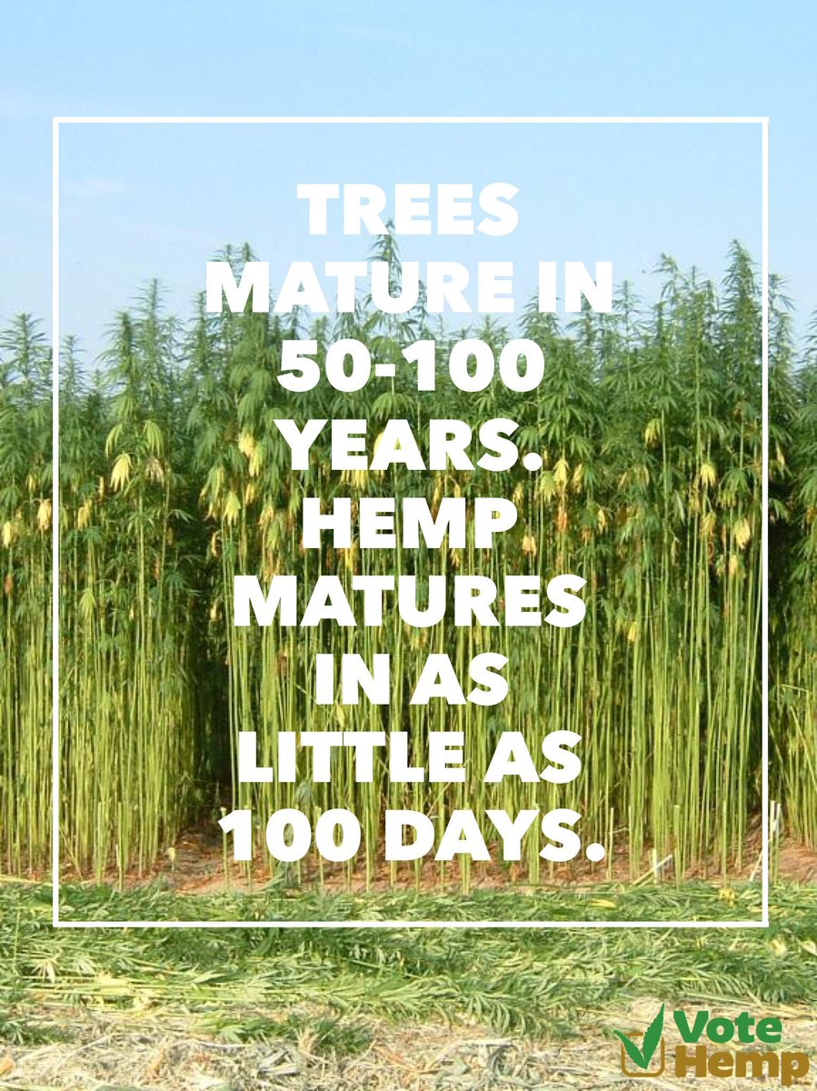 votehemp's tweet photo. Trees mature in 50-100 years.  Hemp takes as little as 100 DAYS. #freetheseed #votehemp #industrialhemp https://t.co/YZkJoQBNLR