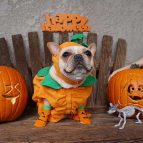 RobertPharmacy's tweet photo. The perfect pupkin! What are you dressing up as this Halloween? https://t.co/9mMBBXkXPI