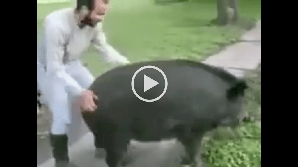 holyfawkdotcom's tweet image. Not at all where we thought this video was headed... #holyfawk holyfawk.com/not-at-all-whe…