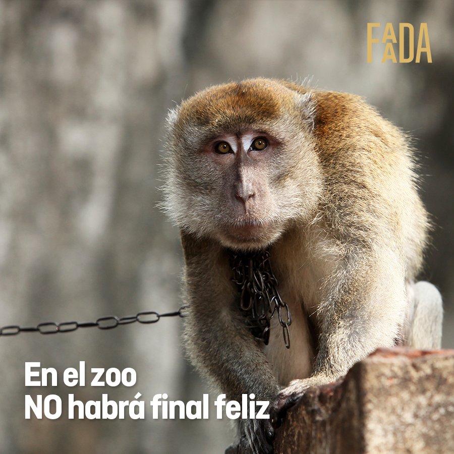 FAADAorg's tweet photo. ¿Esto es vida? 😢
#Zoo #CaptivityKills https://t.co/gM7nEAHCfk